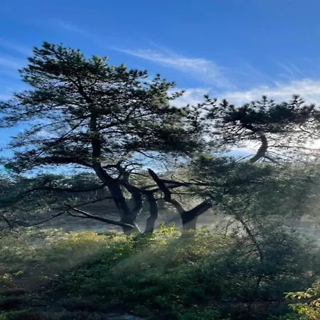 In Near Sandy Beaches Schoorl
